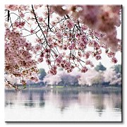 Kvety višne - Obraz CKS0321