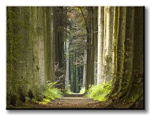 Jarný park - Obraz CD0708