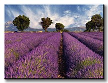 Lavender field in Provence, France - Obraz CS0366