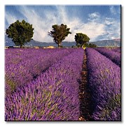 Lavender field in Provence, France - Obraz CKS0366