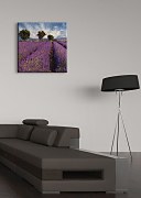 Lavender field in Provence, France - Obraz CKS0366