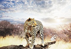 Leopard - fototapeta 366x254 cm FXL0244