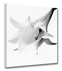 Ľalia - Obraz CKS0044