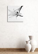 Ľalia - Obraz CKS0044