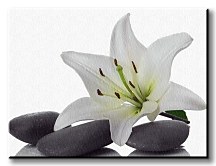 Biela ľalia, spa - Obraz CD0322