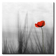 Divé maky - Obraz CKS0029