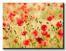 Maky, Monet - Obraz CD0508