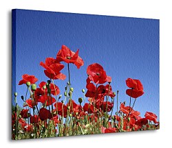 Červené maky na lúke - Obraz CD0154