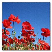 Obraz Red poppies CKS0154