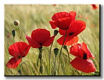 Divé maky - Obraz CS0226