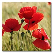 Divé maky na lúke - Obraz CKS0226