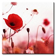 Poppies in red - Obraz CKS0153
