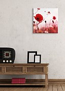 Poppies in red - Obraz CKS0153