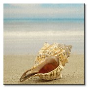 Mušľa na pláži - Obraz CKS0503