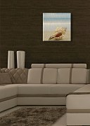 Mušľa na pláži - Obraz CKS0503