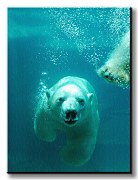 Obraz Ľadový medveď CS0498