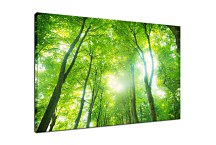 Obraz Forest and Sky zs24885