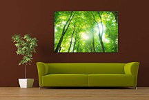 Obraz Forest and Sky zs24885