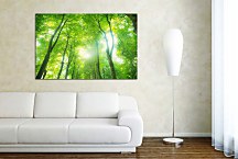 Obraz Forest and Sky zs24885