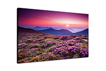 Obraz Mountain Rhododendrons zs24800