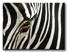 Zebra - Obraz CD0007