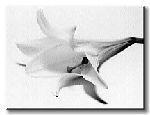 Ľalia - Obraz  CD0044