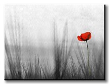Divé maky - Obraz CD0029