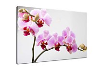 Obraz Orchid zs24831