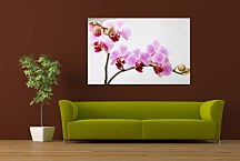 Obraz Orchid zs24831