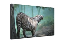 Obraz Biely tiger zs5377