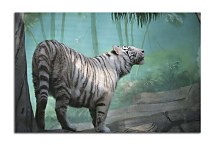 Obraz Biely tiger zs5377