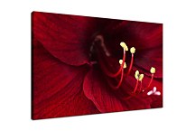 Obraz Bordový Kvet zs4687