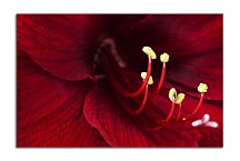 Obraz Bordový Kvet zs4687