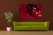 Obraz Bordový Kvet zs4687