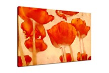 Obraz Divé Maky zs2044