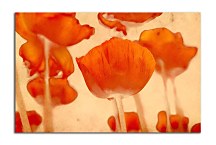 Obraz Divé Maky zs2044