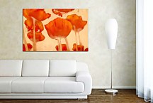 Obraz Divé Maky zs2044