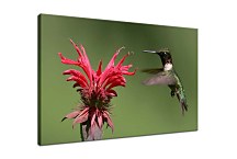 Obraz Kolibrík  zs5841