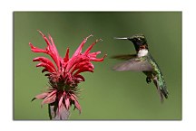 Obraz Kolibrík  zs5841