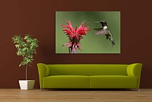 Obraz Kolibrík  zs5841