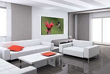 Obraz Kolibrík  zs5841