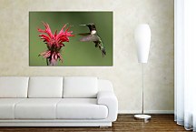 Obraz Kolibrík  zs5841