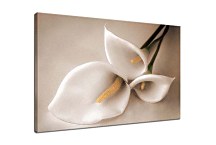 Obraz Kvet Kala zs4378