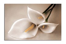 Obraz Kvet Kala zs4378