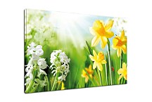 Obraz Kvet Narcis zs24428