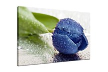 Obraz Kvet Tulipán zs24412