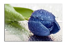 Obraz Kvet Tulipán zs24412