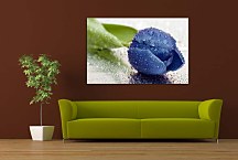 Obraz Kvet Tulipán zs24412