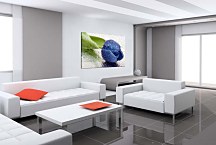 Obraz Kvet Tulipán zs24412