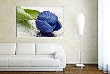 Obraz Kvet Tulipán zs24412